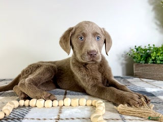 Labrador Retriever dogs AKC Lainey - Ad 38