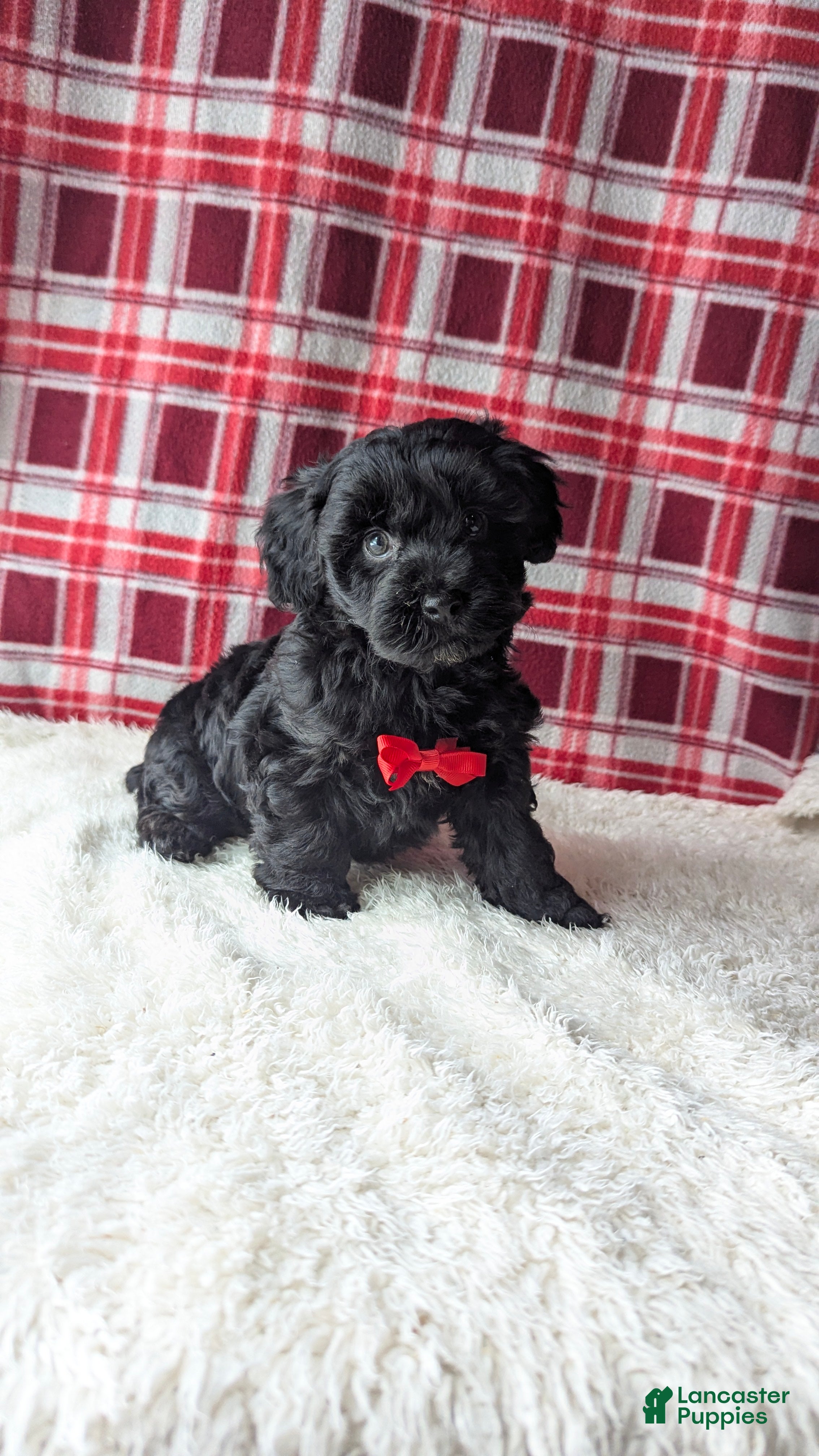 Yorkiepoo dogs Axel - Ad 1