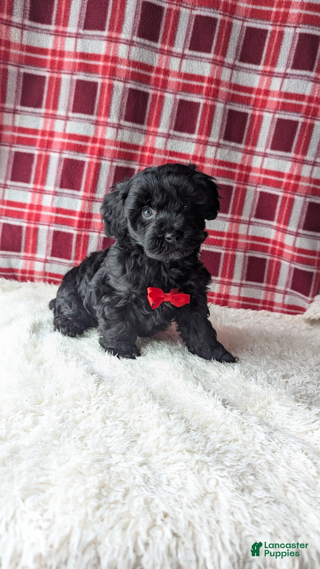 Yorkiepoo dogs for sale: Axel - Ad 1