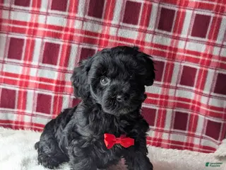 Yorkiepoo dogs for sale: Axel - Ad 1