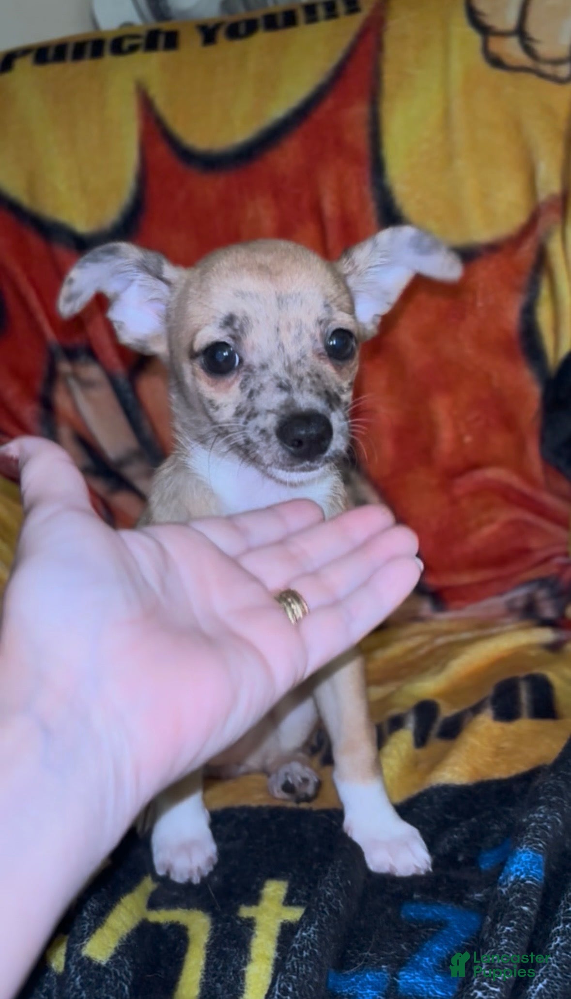 Chiweenie dogs Mai Tai  - Ad 2