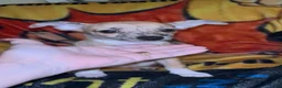 Chiweenie dogs for sale: Mai Tai  - Ad 7