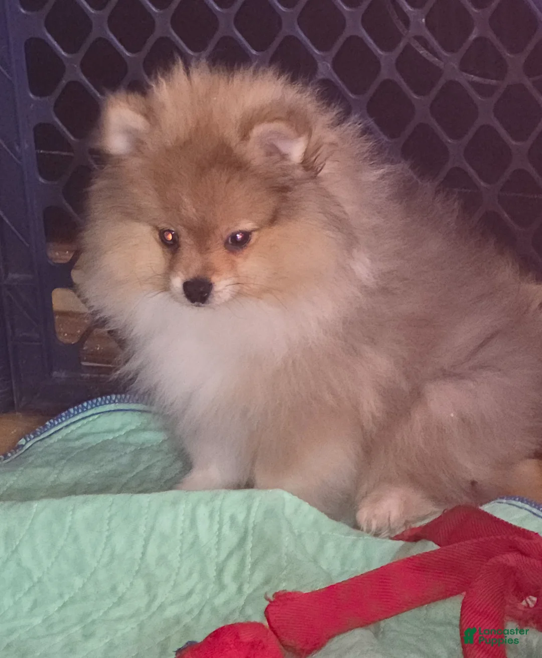 Pomeranian dogs for sale: Pomeranian Puppy 1 - Ad 2