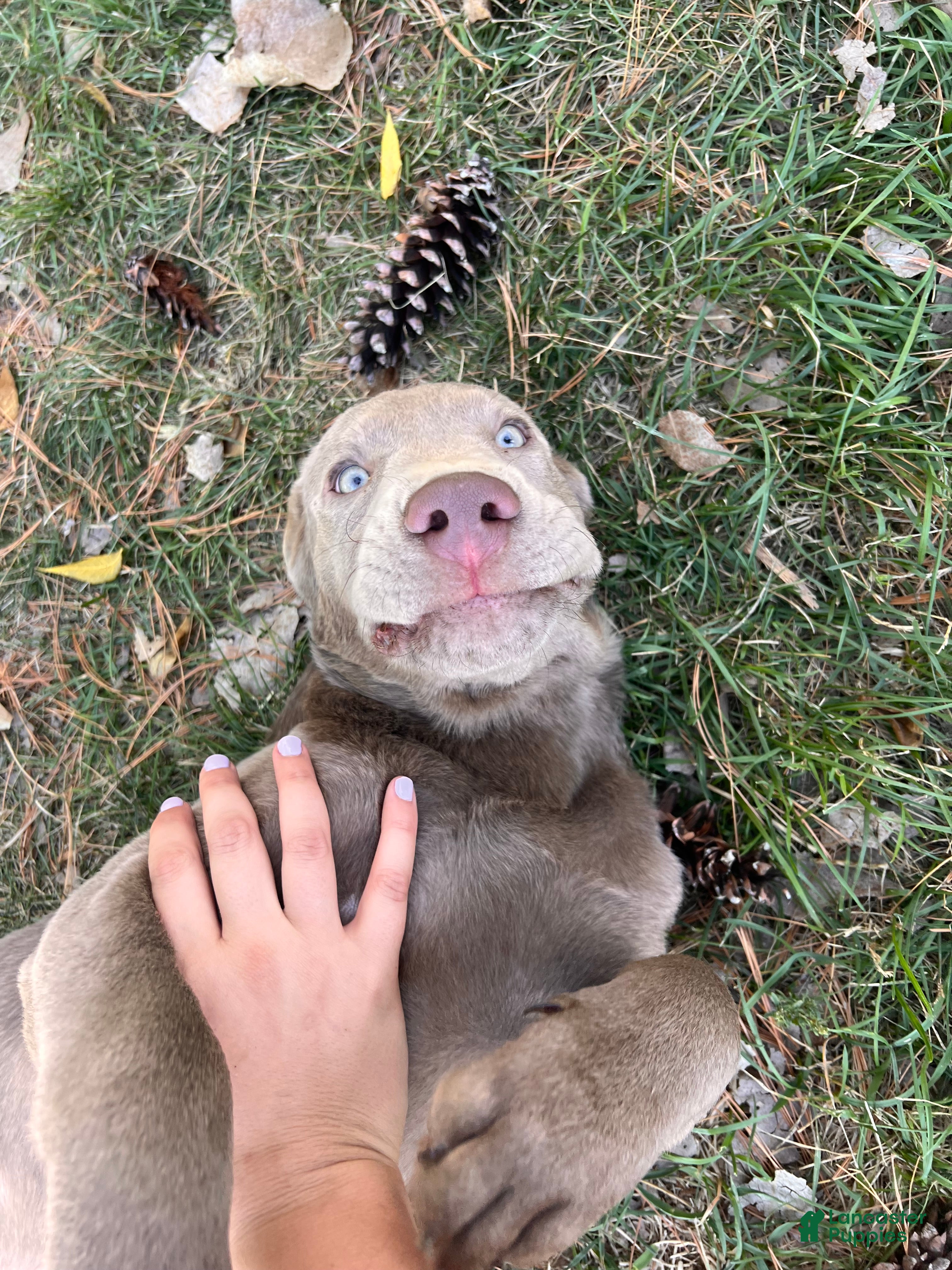 Labrador Retriever dogs Bear - Ad 27