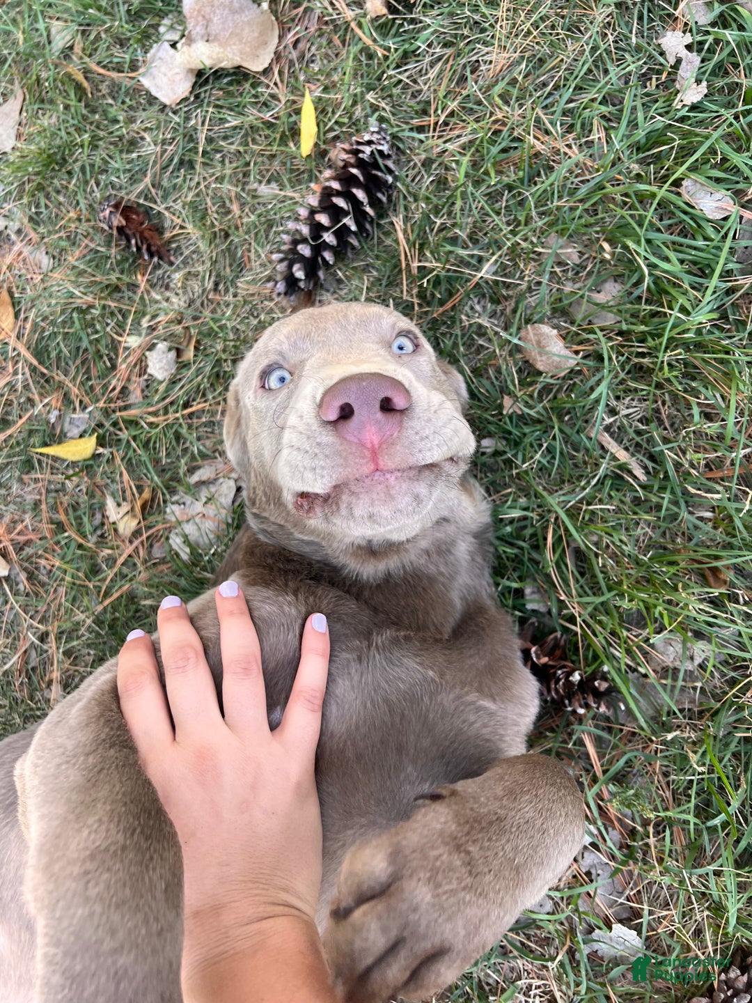 Labrador Retriever dogs for sale: Bear - Ad 1