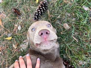 Labrador Retriever dogs Bear - Ad 28