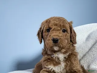 Goldendoodle dogs for sale: barry - Ad 3