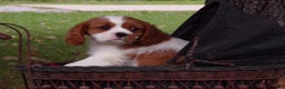 Cavalier King Charles Spaniel dogs for sale: Hudson - Ad 3