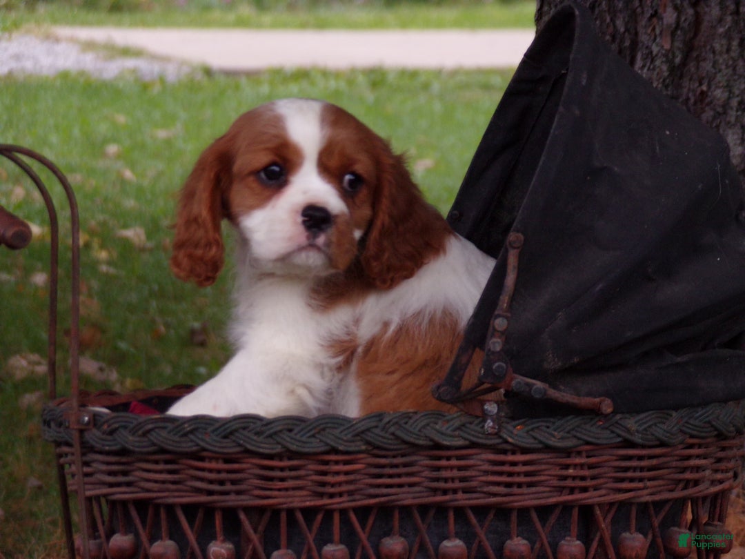 Cavalier King Charles Spaniel dogs for sale: Hudson - Ad 3