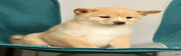 Shiba Inu dogs for sale: Kayla - Ad 8