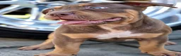 American Bully dogs for sale: American Bully 1 - Ad 3