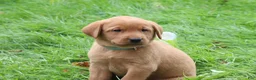 Labrador Retriever dogs for sale: Harvest - Ad 5