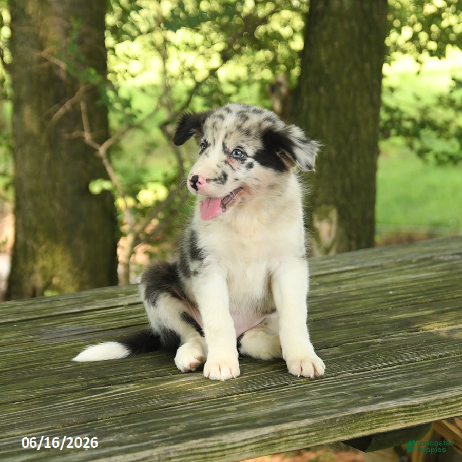 Border Collie dogs Fancy - Ad 2