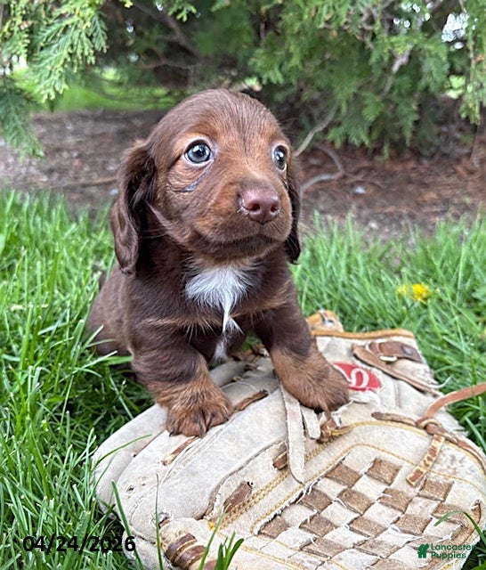 Dachshund dogs Heath  - Ad 2