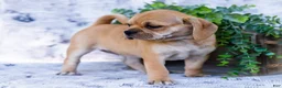 Puggle dogs for sale: Rosie - Ad 5