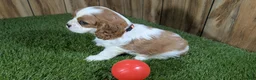 Cavalier King Charles Spaniel dogs for sale: Carmella's Girl 1 - Ad 4
