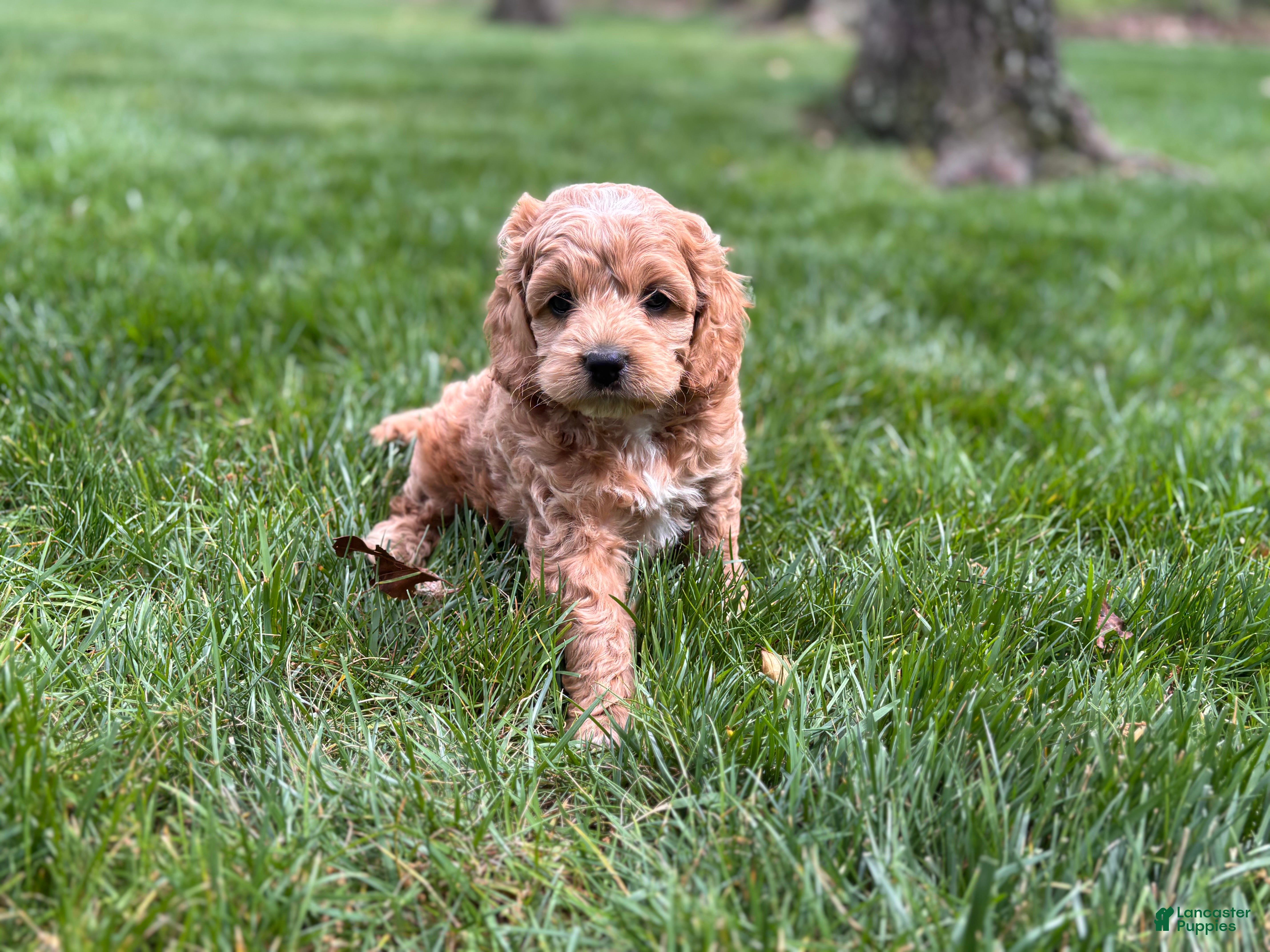 Cockapoo dogs Sebastian - Ad 1