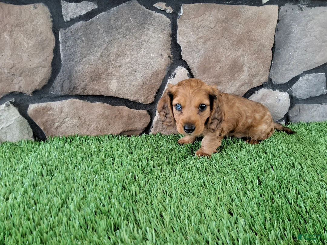 Miniature Dachshund dogs for sale: Miniature Dachshund 4 - Ad 2