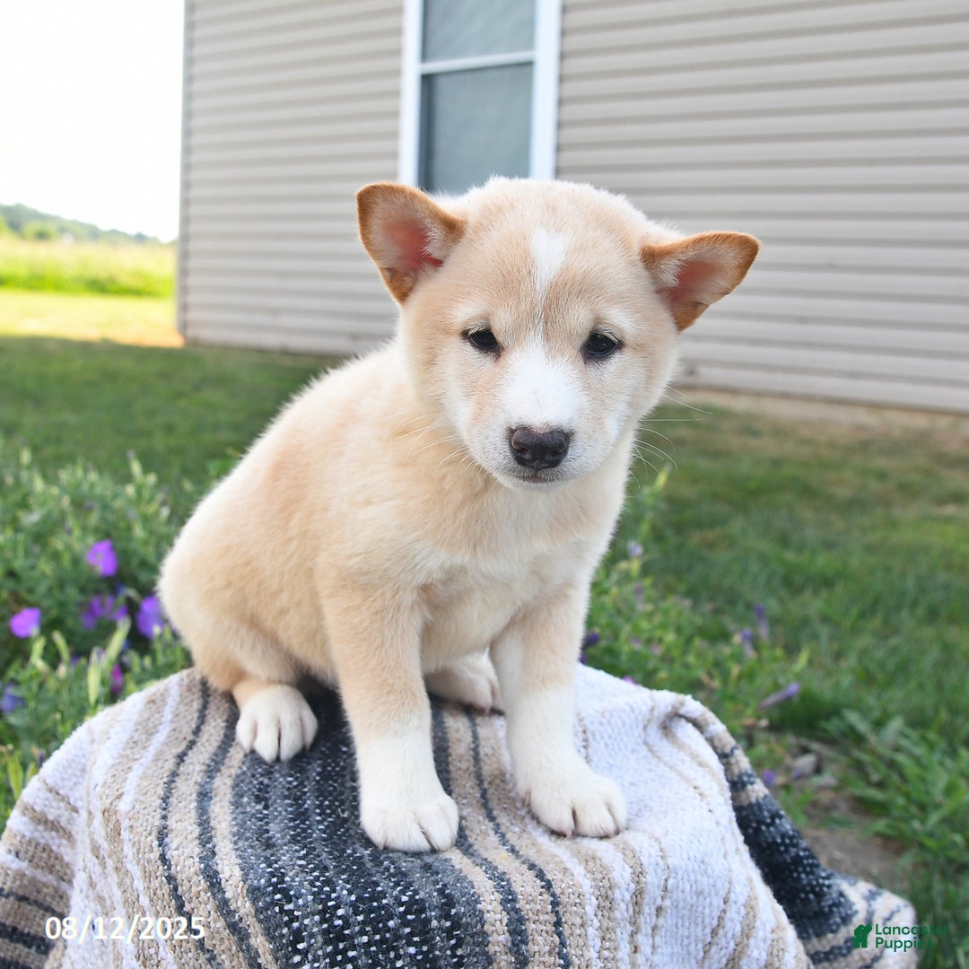 Shiba Inu dogs for sale: Shiba Inu 4 puppies - Ad 10