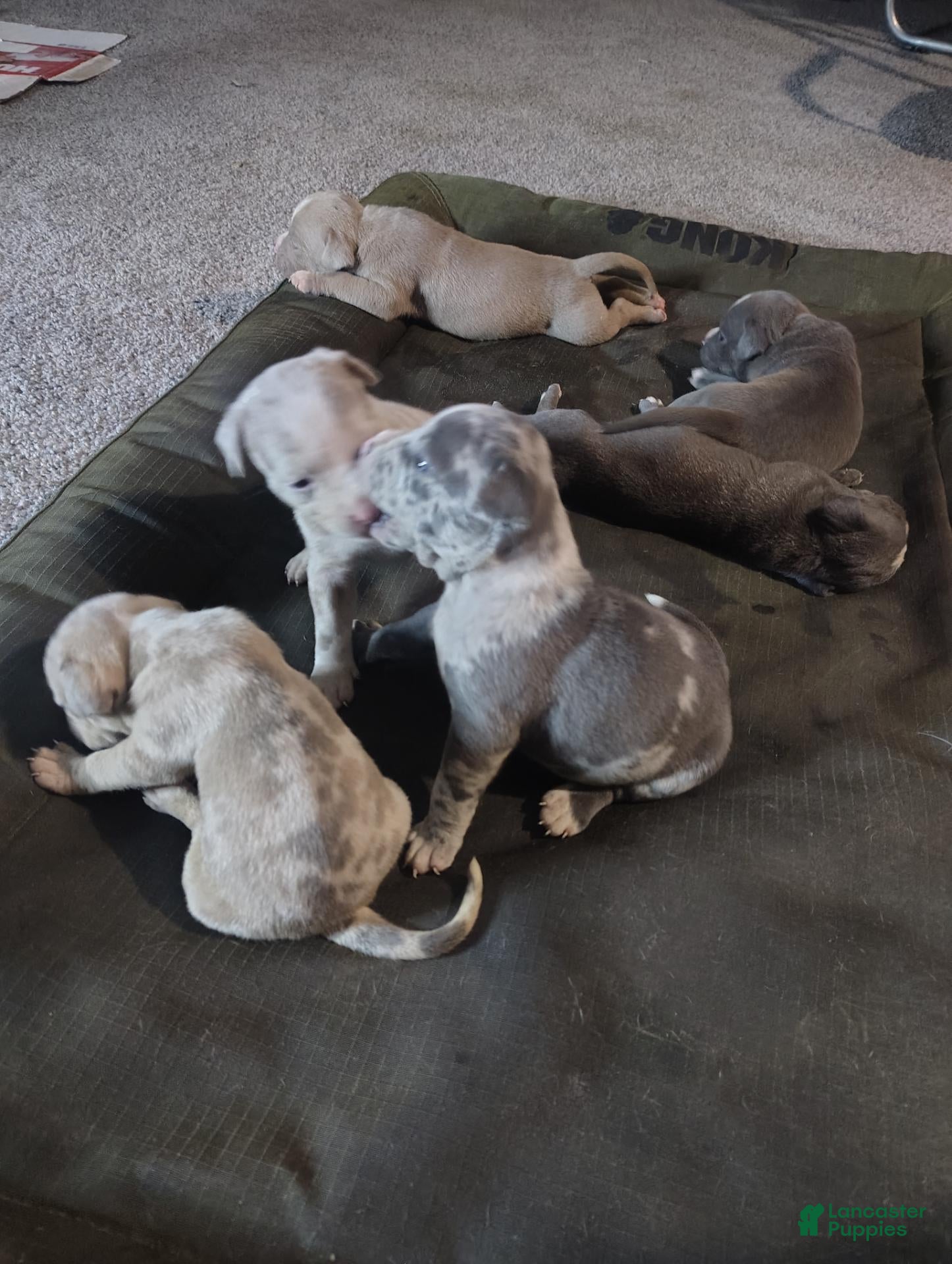 American Bully dogs American Bully 1 - Ad 2