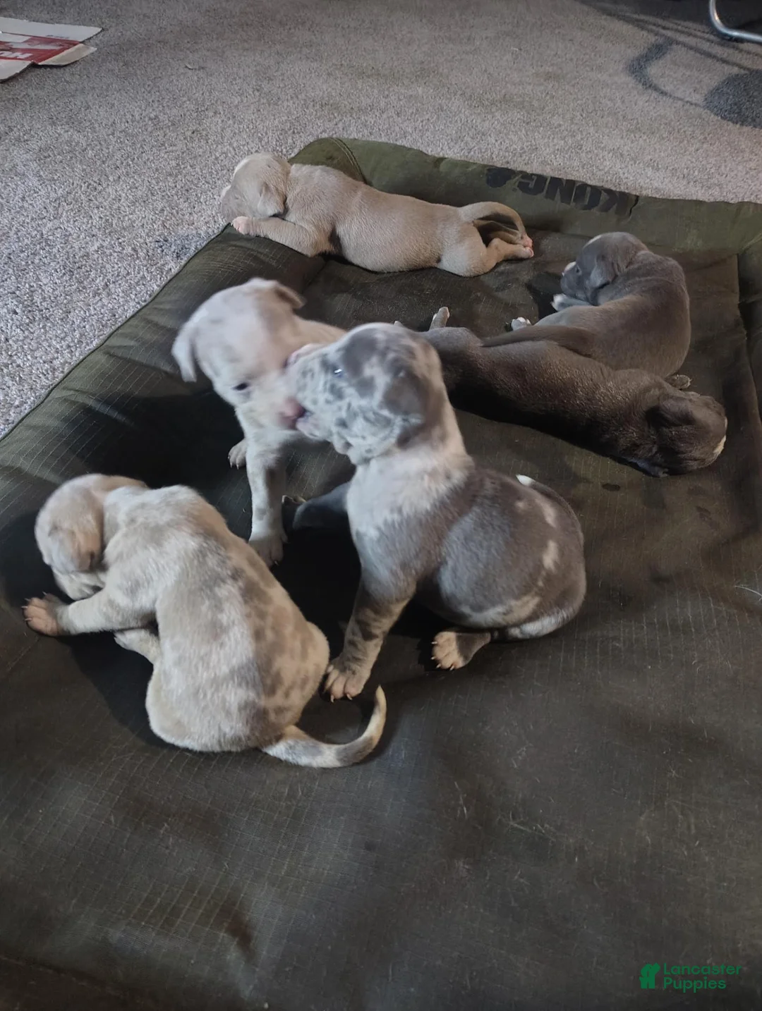American Bully dogs for sale: American Bully 1 - Ad 2