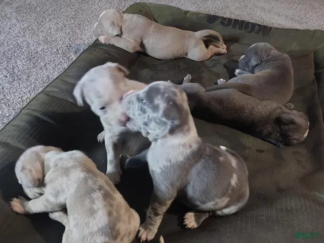 American Bully dogs for sale: American Bully 1 - Ad 1