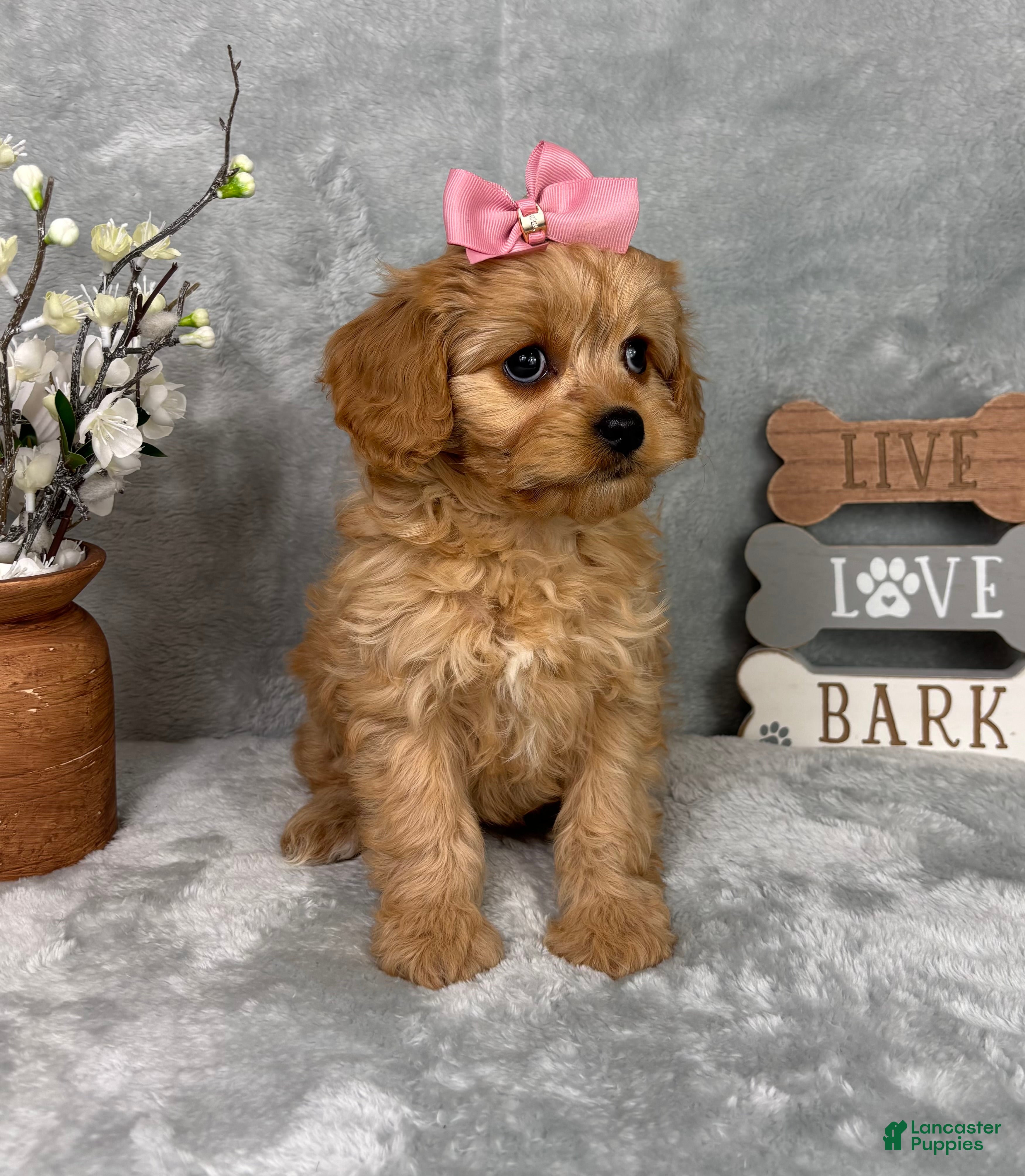 Cavapoo dogs Monica - Ad 18
