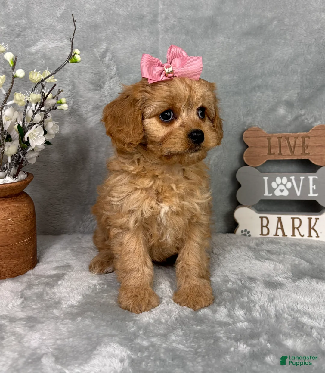 Cavapoo dogs for sale: Monica - Ad 1
