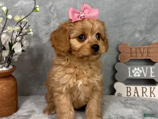 Cavapoo dogs Monica - Ad 37