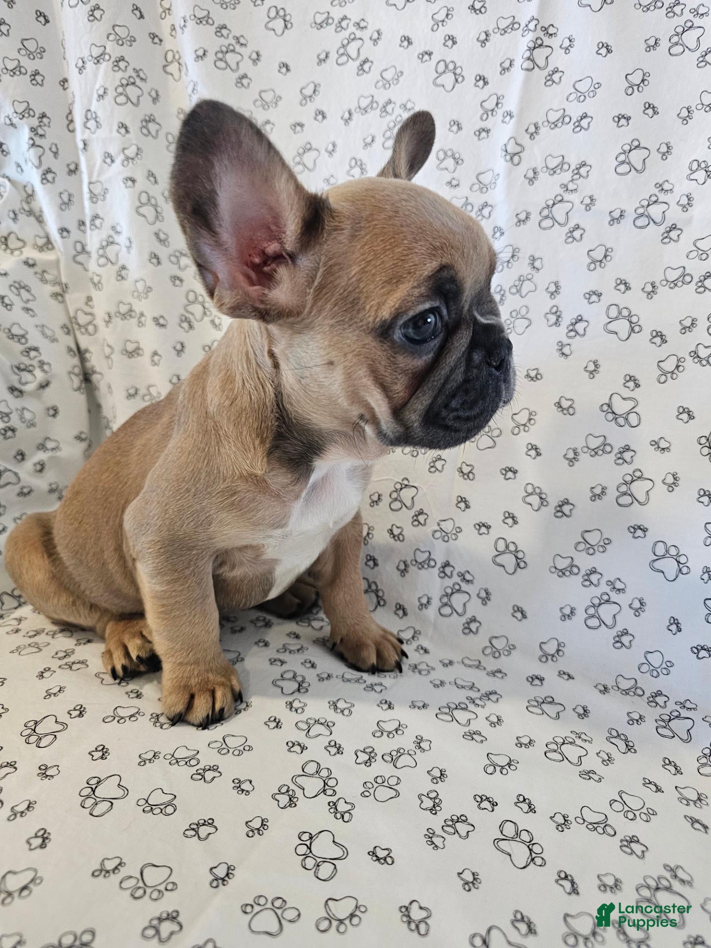 French Bulldog dogs for sale: Faith - Ad 2