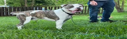 American Bully dogs for stud: Bully to be studded out - Ad 6