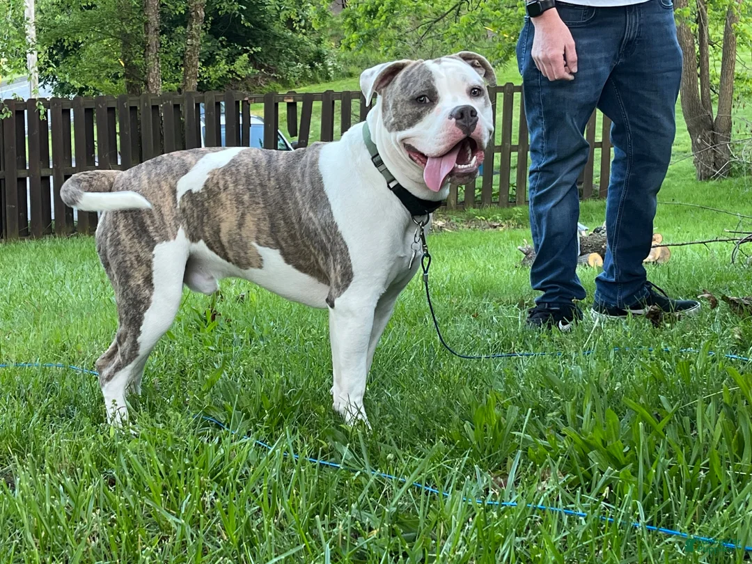 American Bully dogs for stud: Bully to be studded out - Ad 6