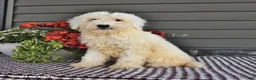 Mini Sheepadoodle dogs for sale: Coconut - Ad 3