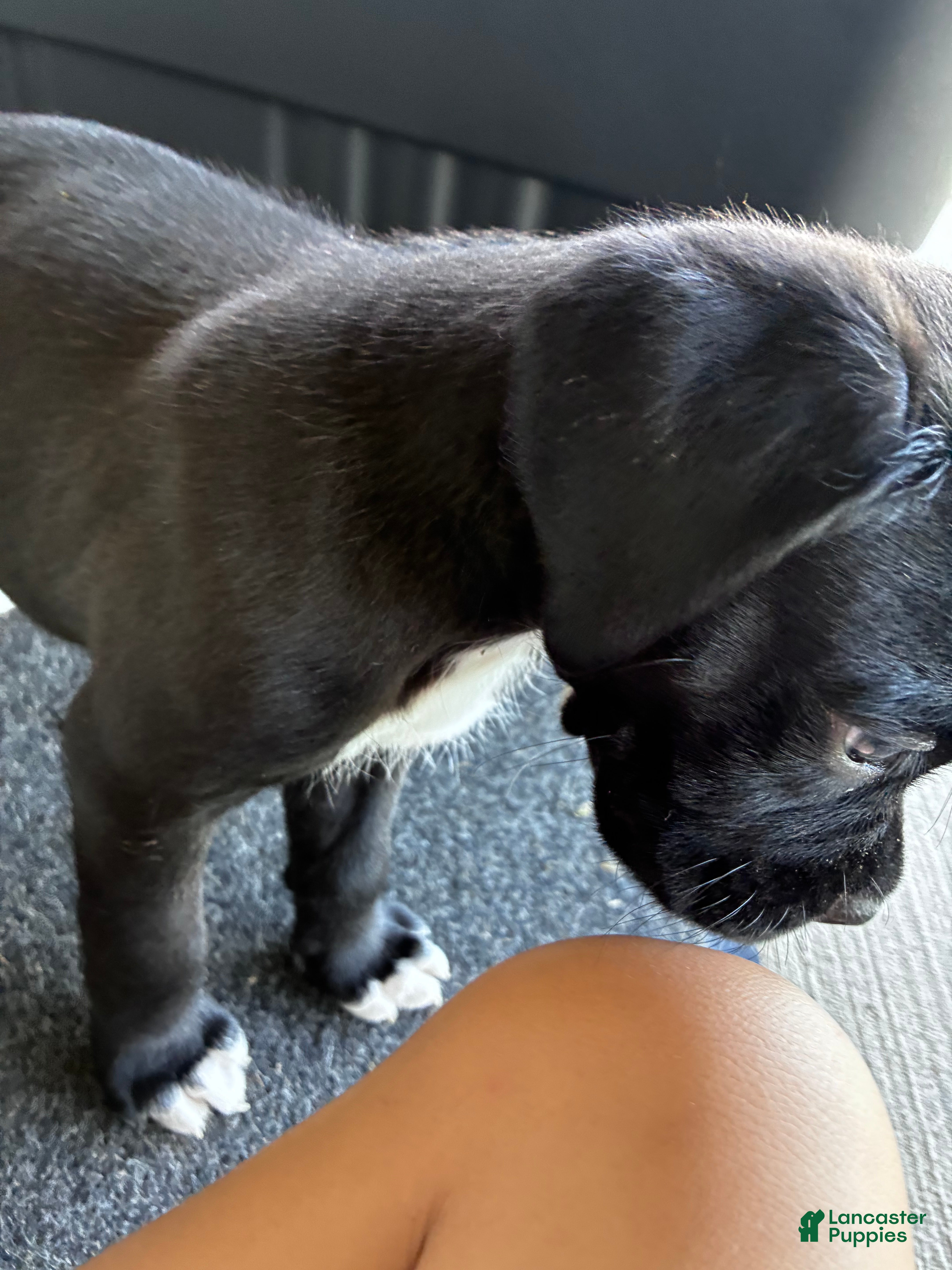 Boxer dogs Boxer 2 - Ad 8