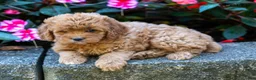 Cockapoo dogs for sale: Fern - Ad 4