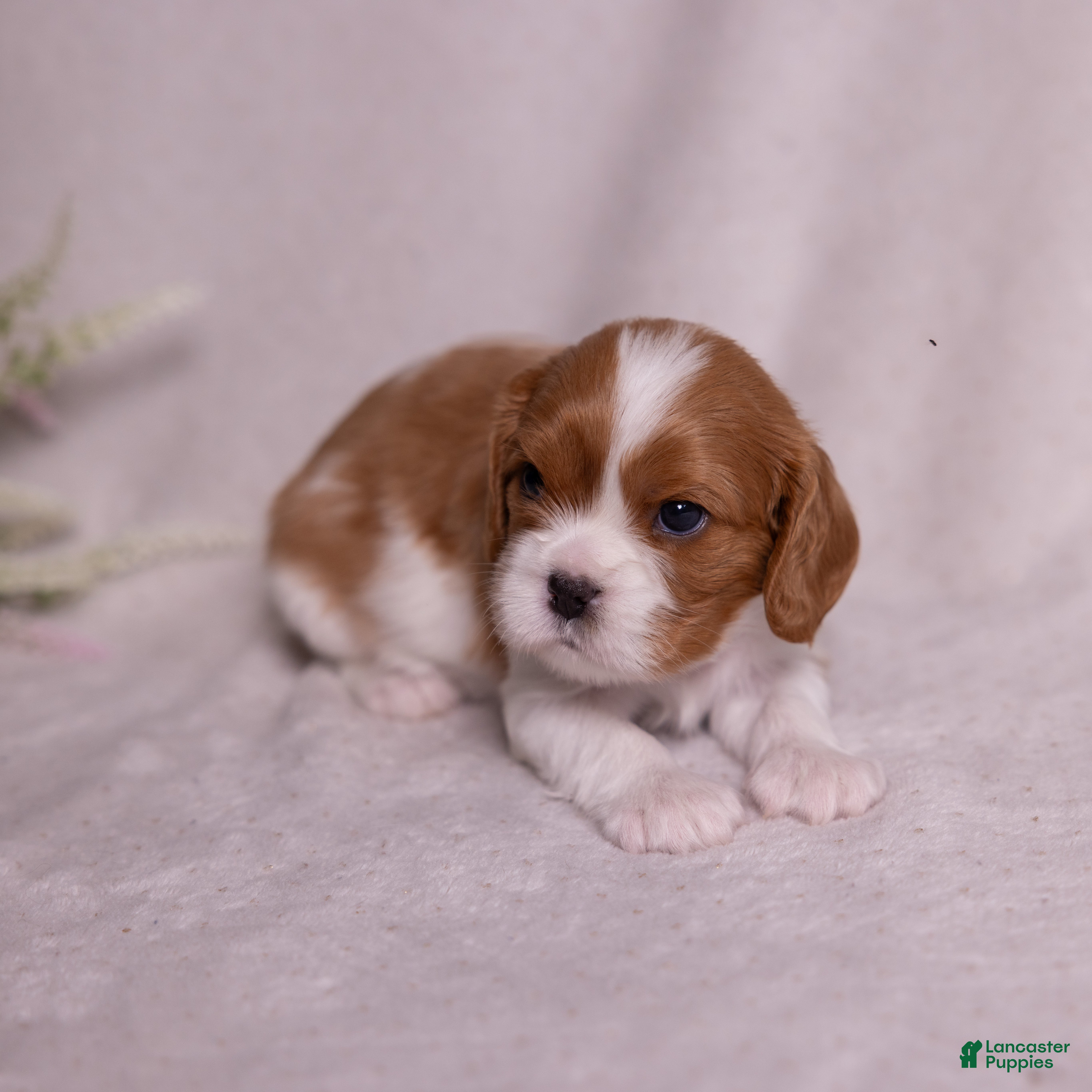 Cavalier King Charles Spaniel dogs Caroline - Ad 2