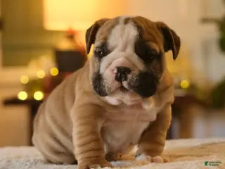 English Bulldog dogs for sale: Max - Ad 4