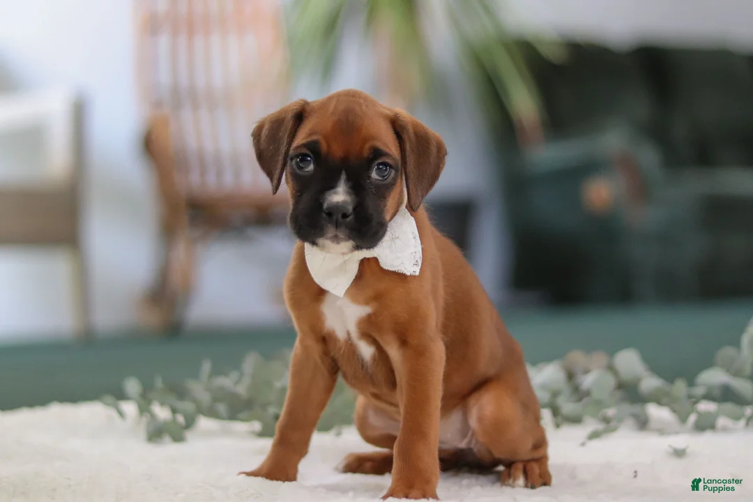 Boxer dogs for sale: Rosie - Ad 3