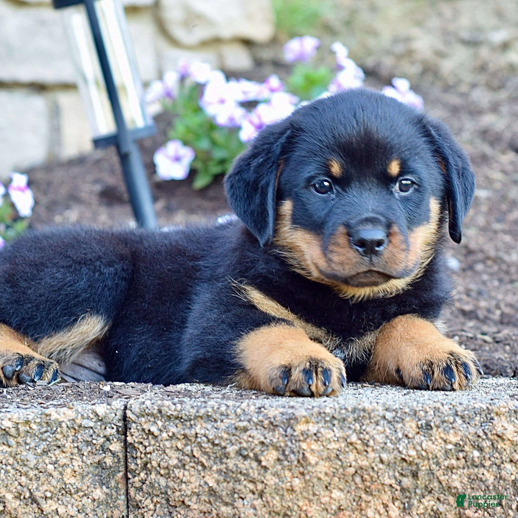 Rottweiler dogs Zara - Ad 1