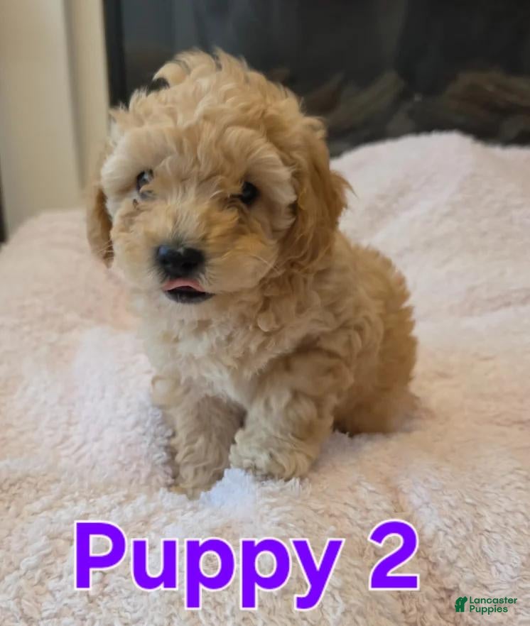 Maltipoo dogs Dalia - Ad 40