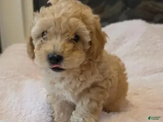 Maltipoo dogs Dalia - Ad 40