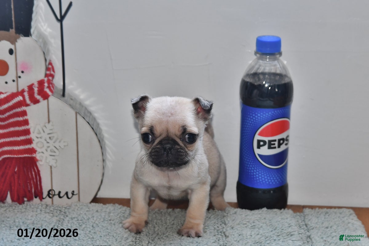 Pug dogs Betty   - Ad 30