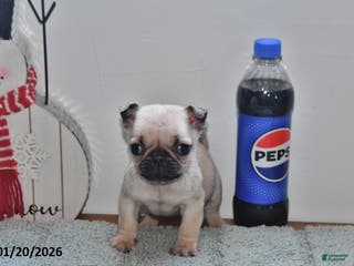 Pug dogs Betty - Ad 25