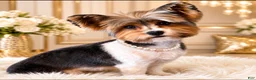 Yorkshire Terrier dogs for sale: Autumn | Yorkshire Terrier 2 - Ad 3