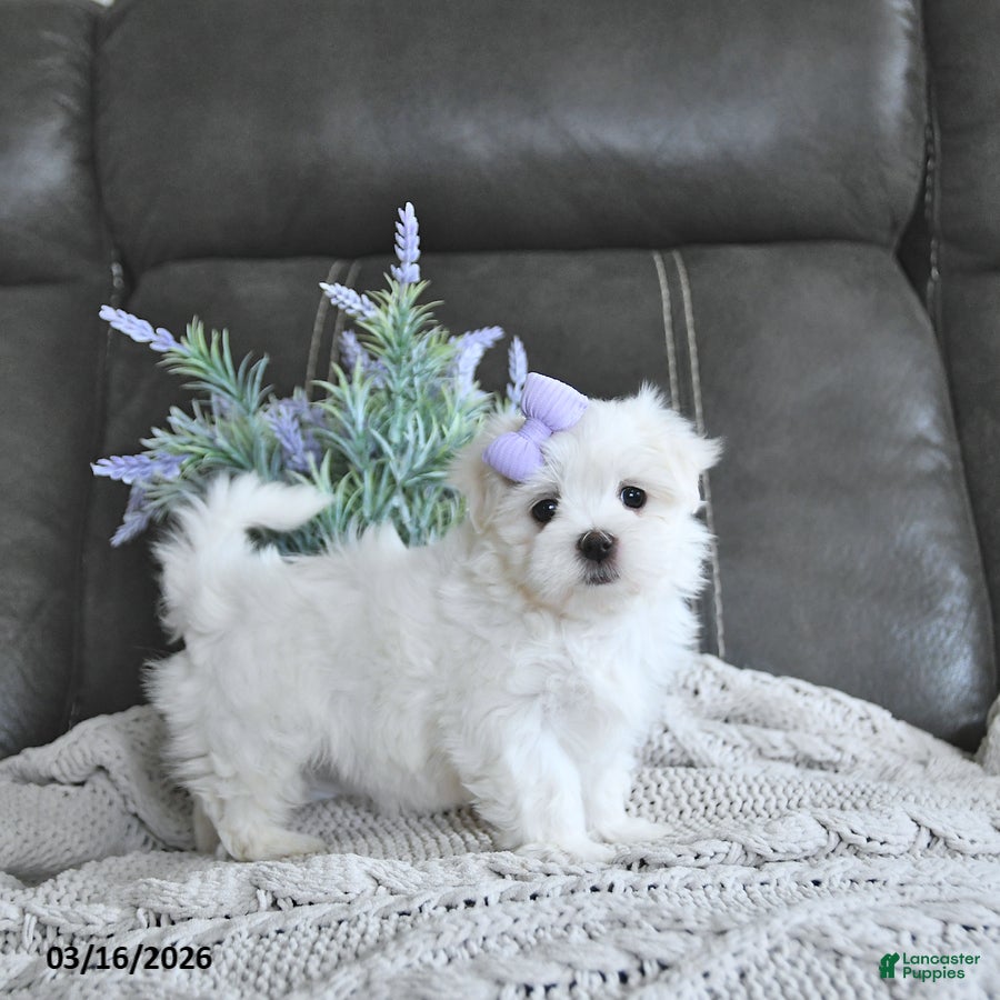 Maltese dogs Brinnley EXTRA SMALL - Ad 1