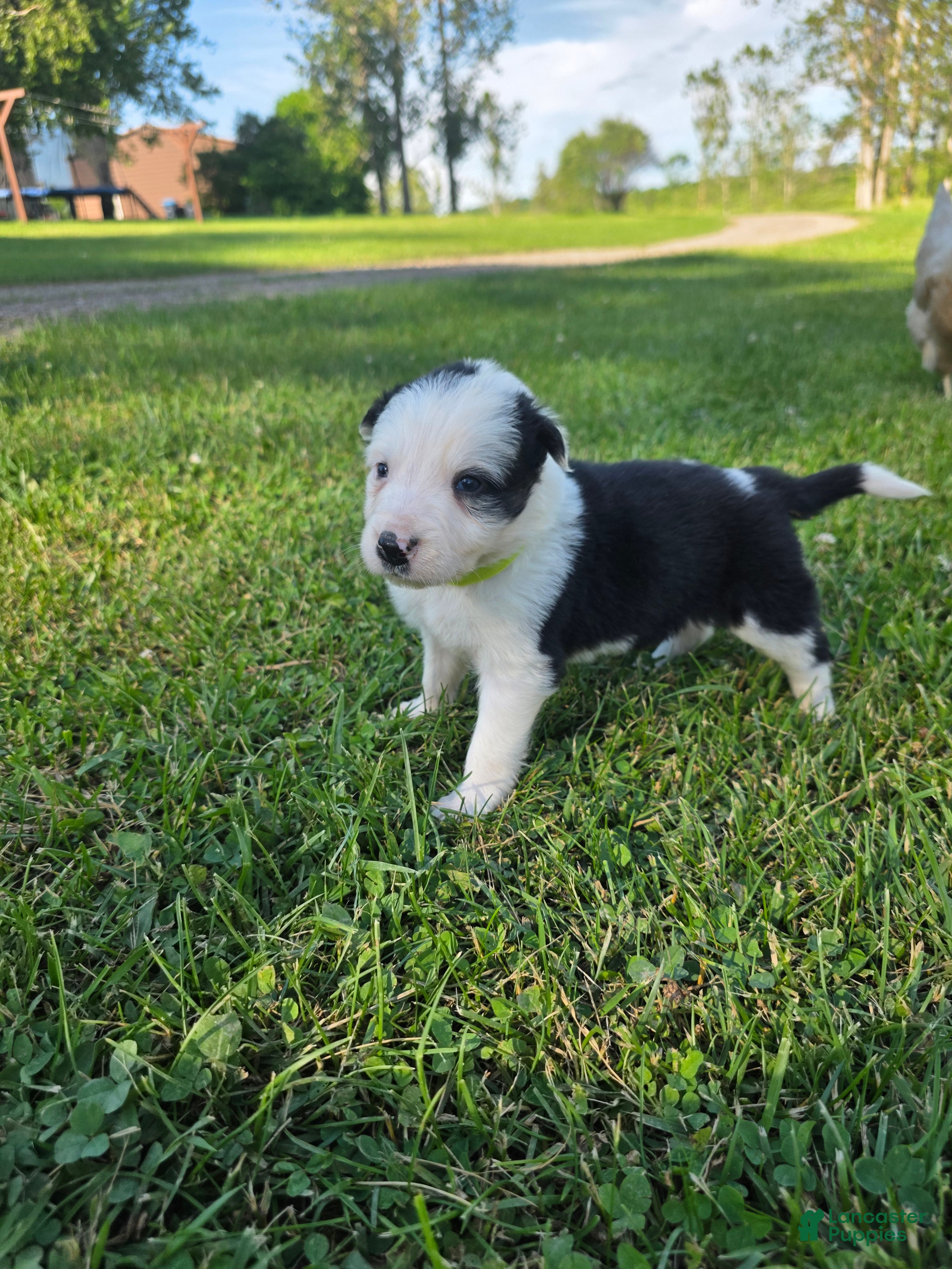Border Collie dogs Gordy - Ad 11