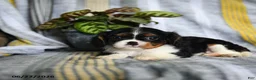 Cavalier King Charles Spaniel dogs for sale: Jett - Ad 5