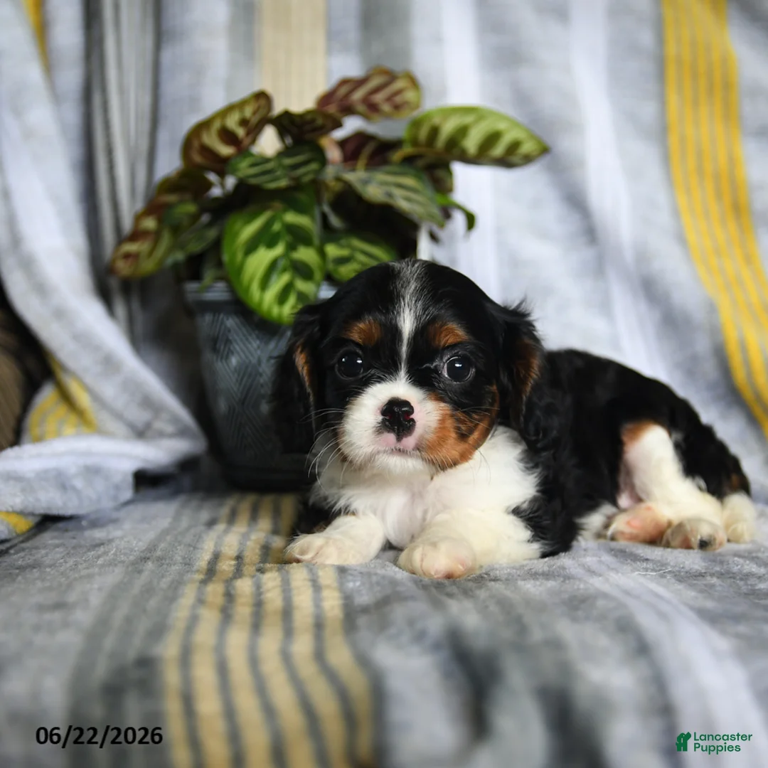 Cavalier King Charles Spaniel dogs for sale: Jett - Ad 5