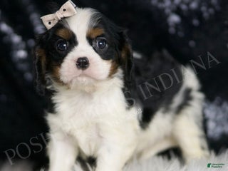 Cavalier King Charles Spaniel dogs - Ad 41