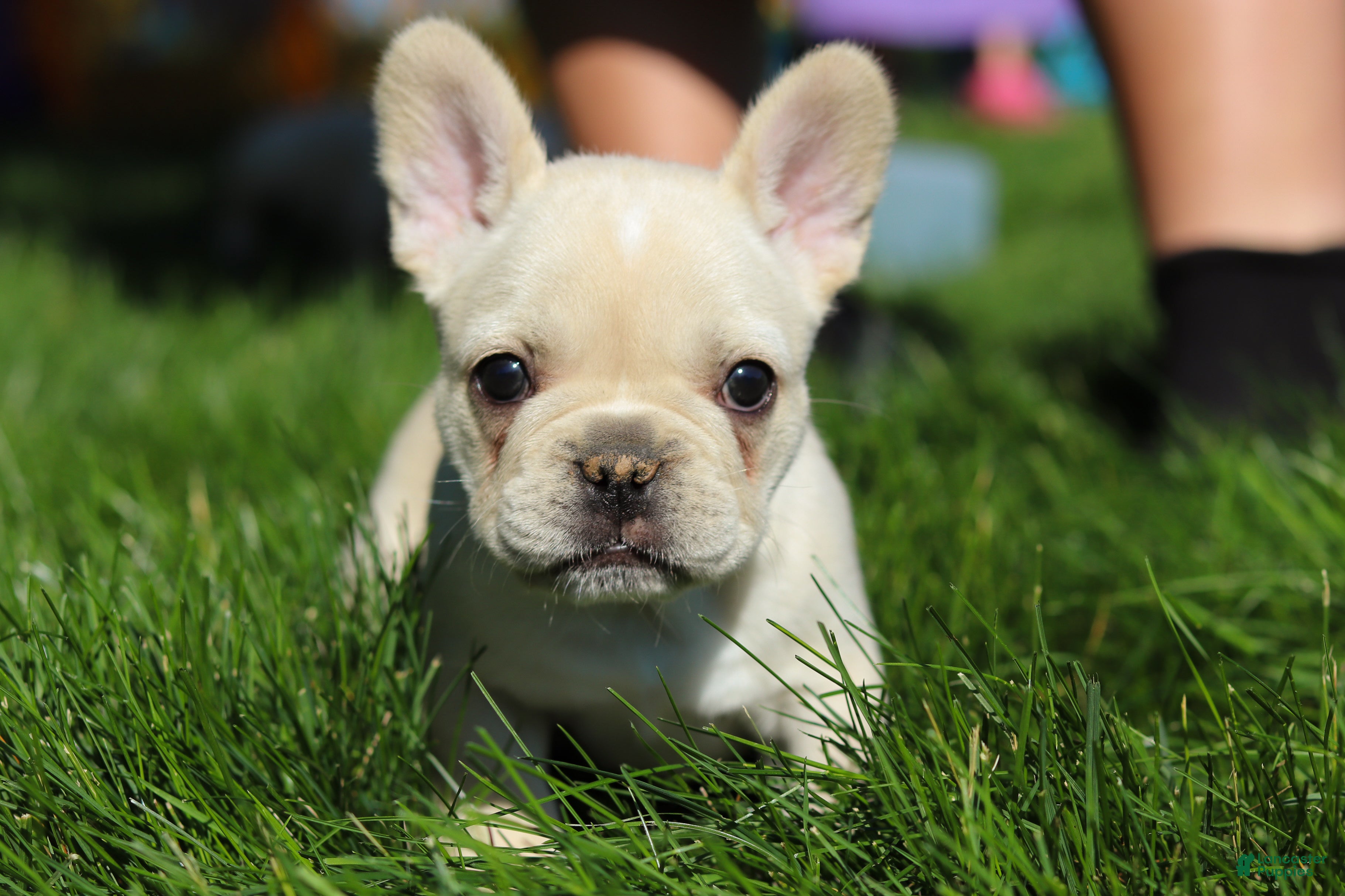 French Bulldog dogs Courtney - Ad 1